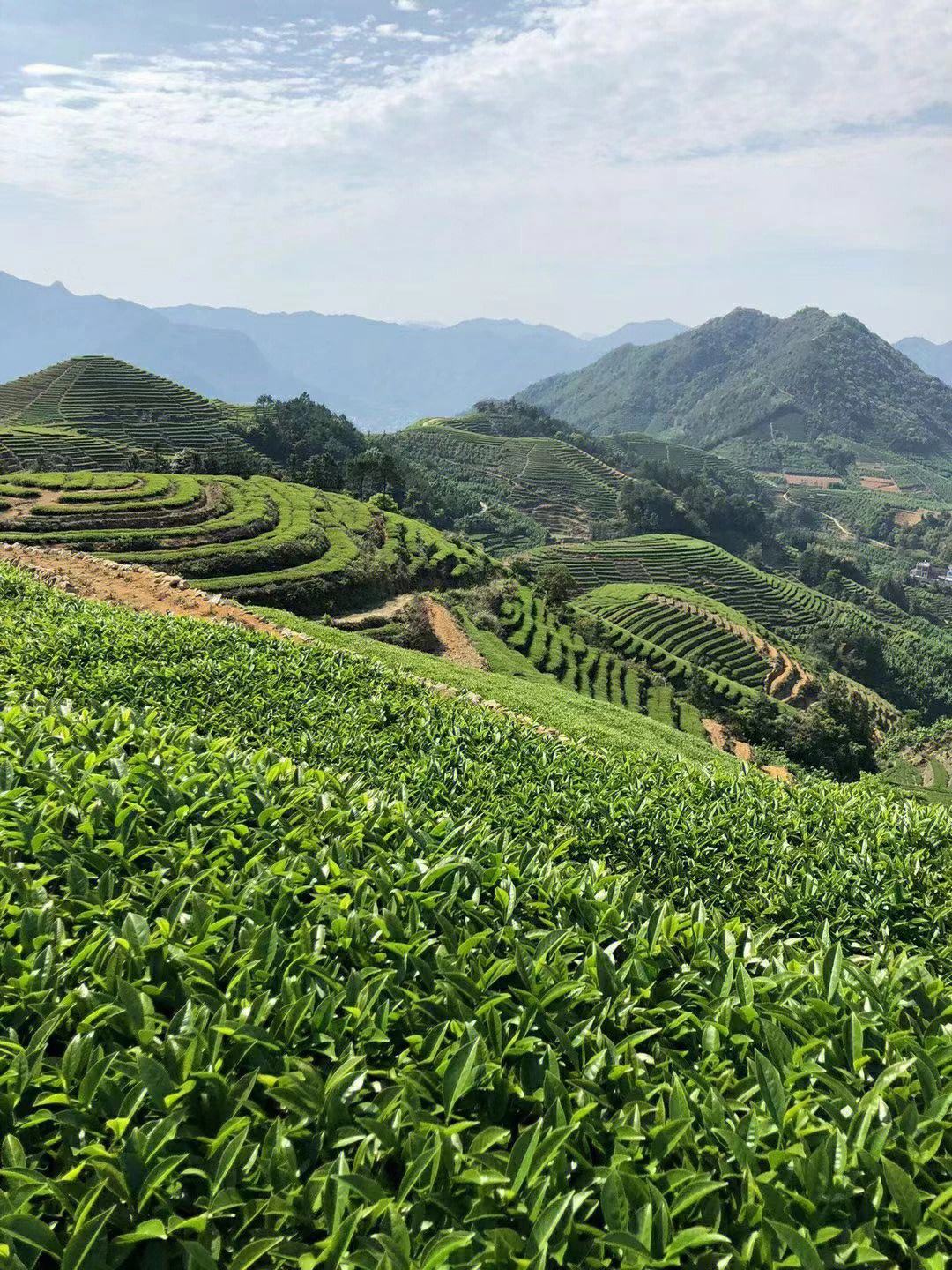 中国茶叶对外贸易的发展历史简介,世界茶叶贸易价格