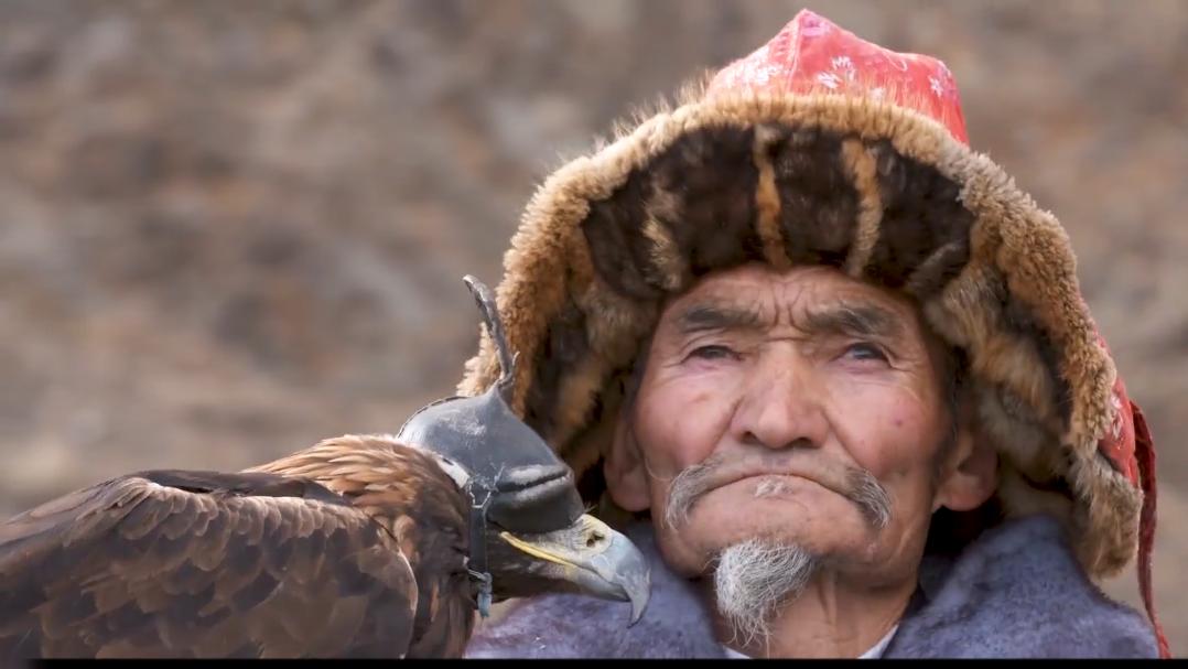 金雕击毙狼全过程,蒙古猎鹰捕狼视频