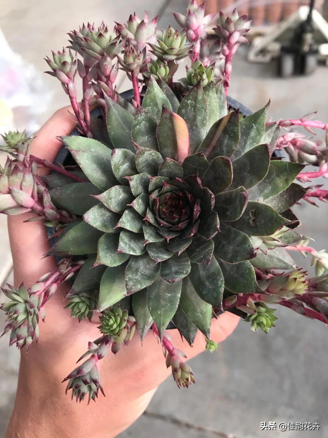 花卉绿植扦插繁殖方法视频播放,各种花卉的扦插视频教程