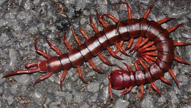 壁虎不是益虫吗为什么是五毒之一,壁虎既然是益虫为什么还是五毒