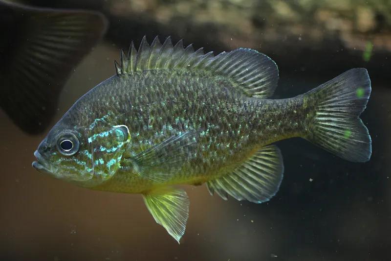 最好养的观赏鱼冷水鱼有哪些中型,冷水鱼有哪些观赏鱼比较好看