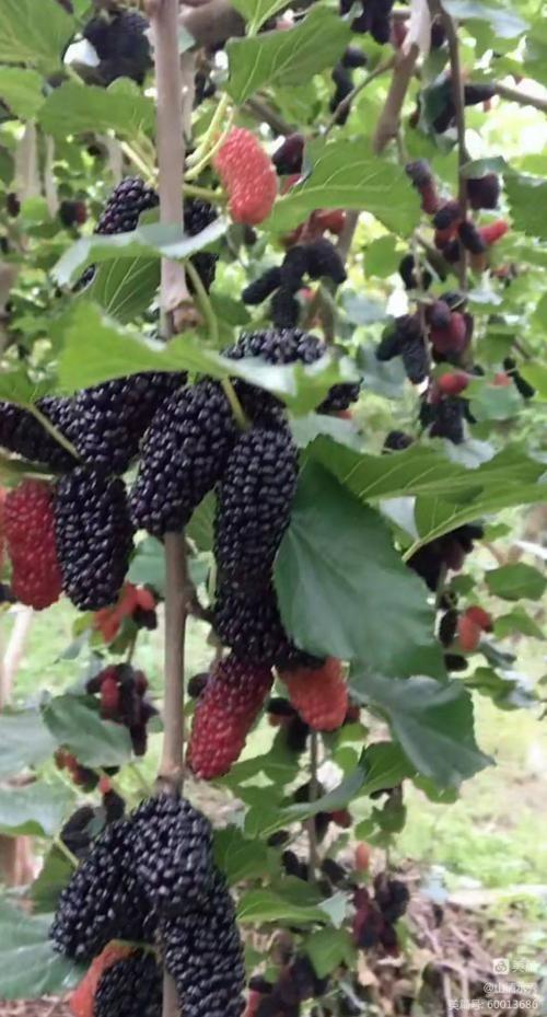 门外那棵野桑树——诚品上院小区（作者：李超）