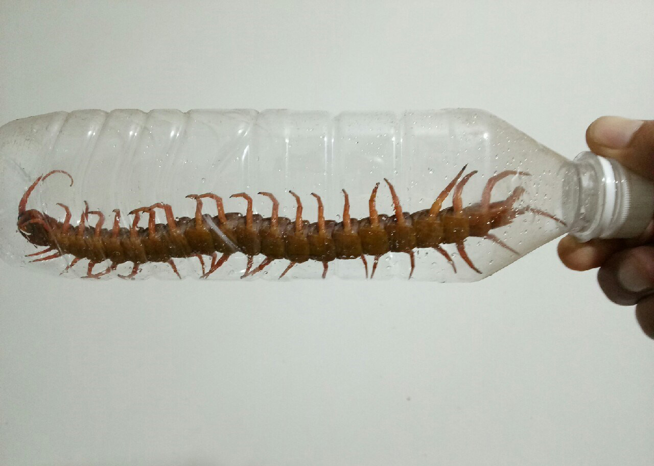 让人避而远之的蜈蚣，为啥害怕鸡？为啥鸡吃了蜈蚣，不会被毒死？