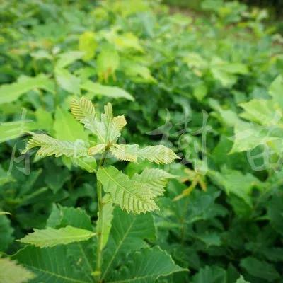 蒙古栎树也叫橡树,蒙古栎辽东栎的区别