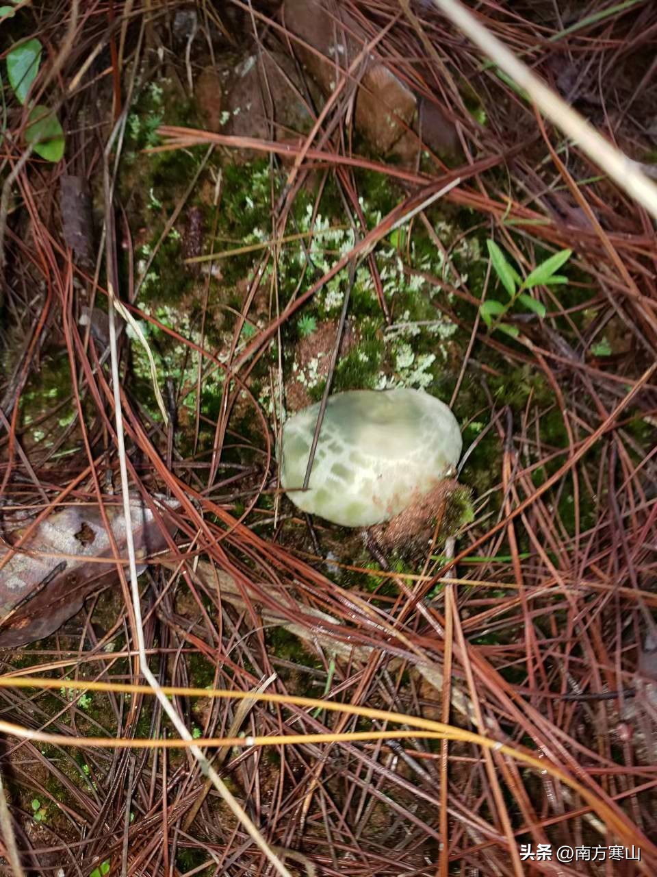 云南野生菌致幻品种,云南野生菌诗句