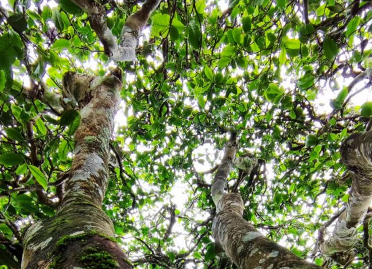 普洱茶应该用什么来存放最好,什么是好的普洱茶存放方法和条件