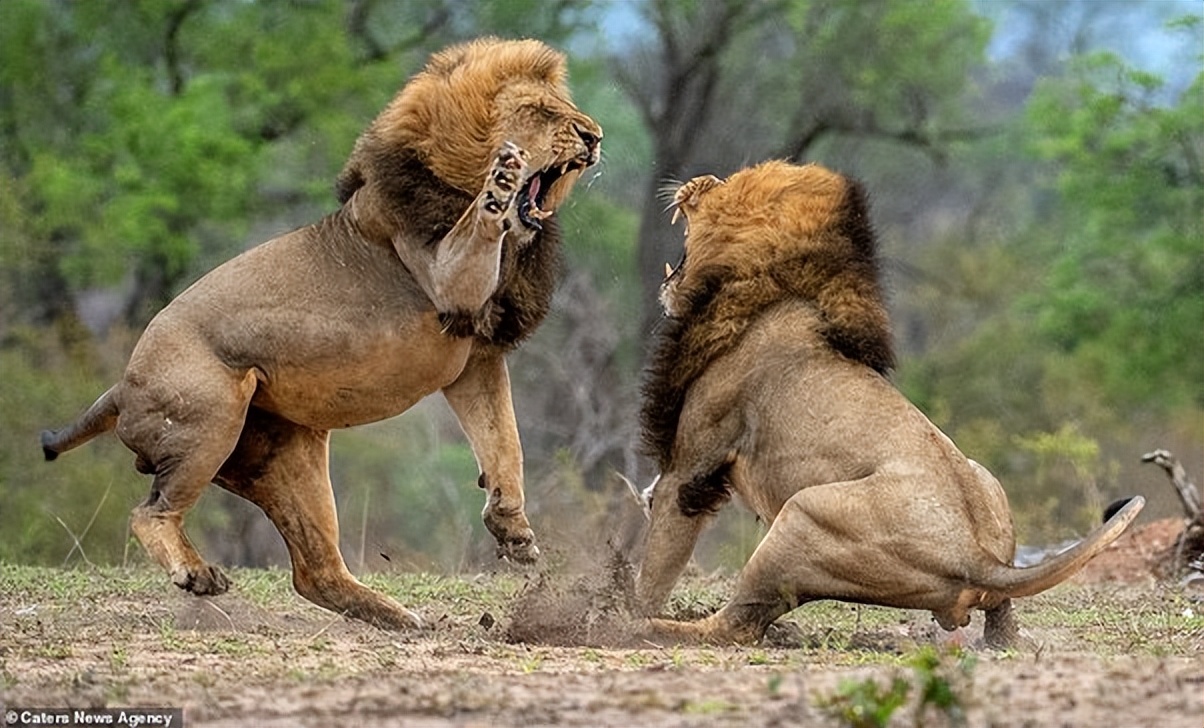 老虎和狮子打架谁会赢?19世纪,一个印度王公搞了场经典的比赛