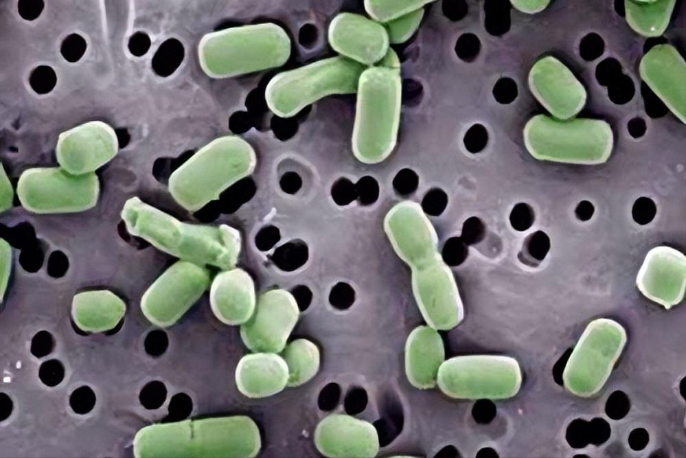 乳酸菌饮料哪种比较靠谱,你买的益生菌是真的吗