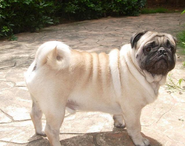 巴哥犬疼痛会喘粗气吗,巴哥犬晚上关笼子里叫声喘粗气