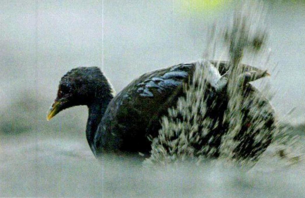 世界上最大鸟巢,世界最大的鸟巢排名