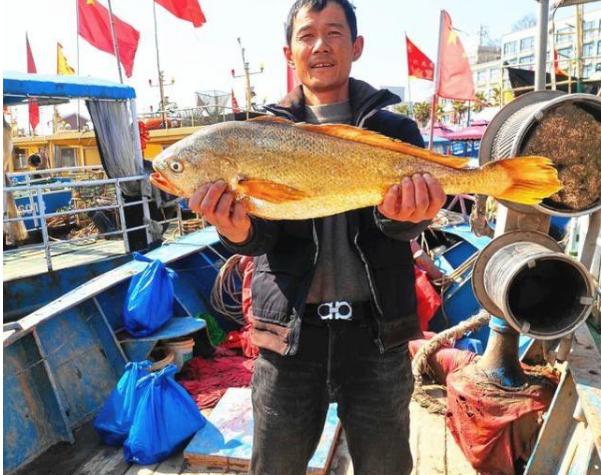 一网捕获4000多斤野生大黄鱼,浙江宁波捕获4000斤大黄鱼