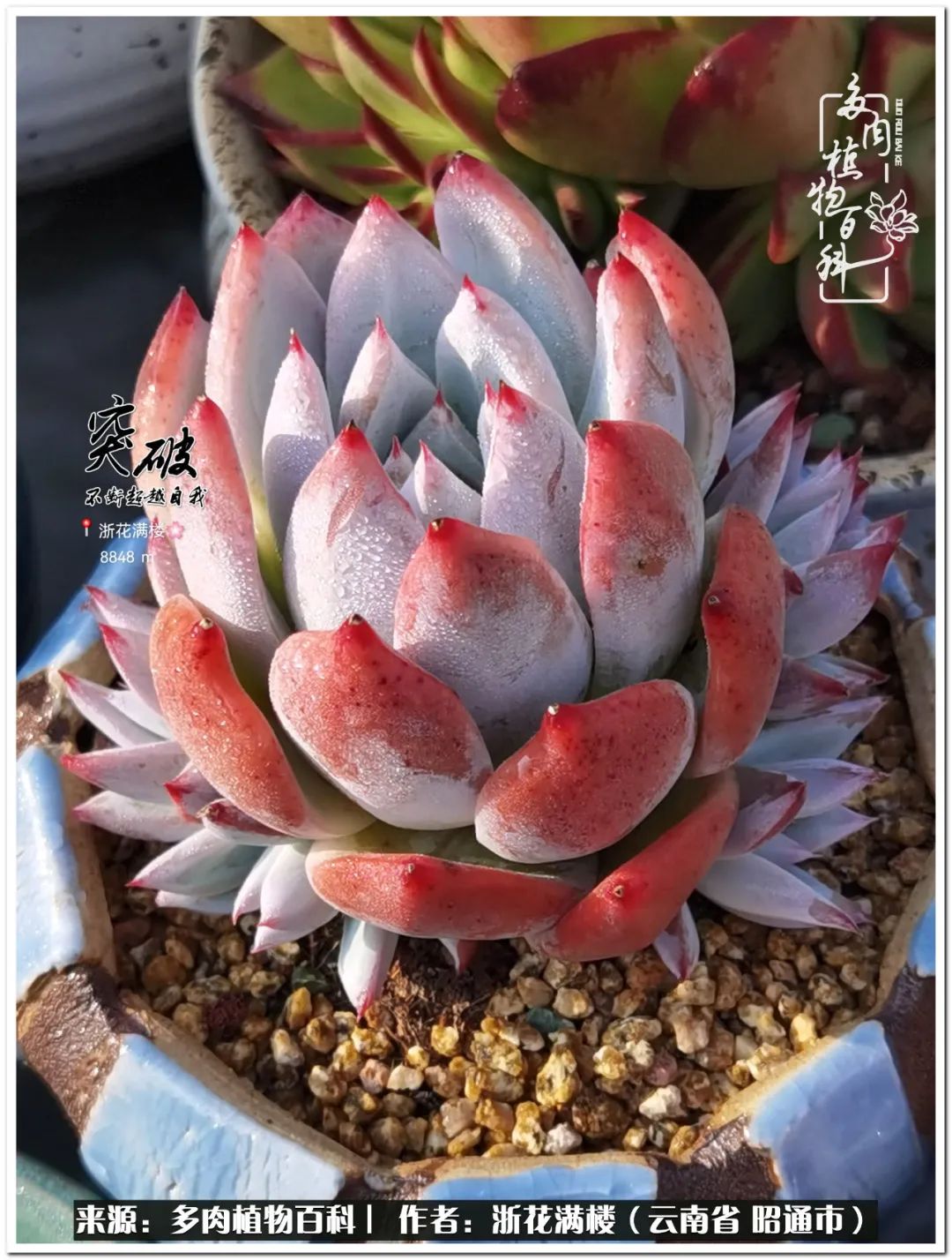 奔跑吧跑步,奔跑吧多肉盆栽