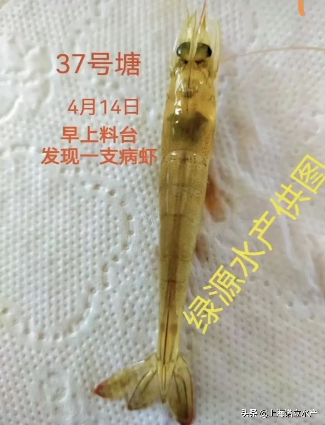 如何判断虾有没有弧菌了,为什么养虾弧菌越杀越多