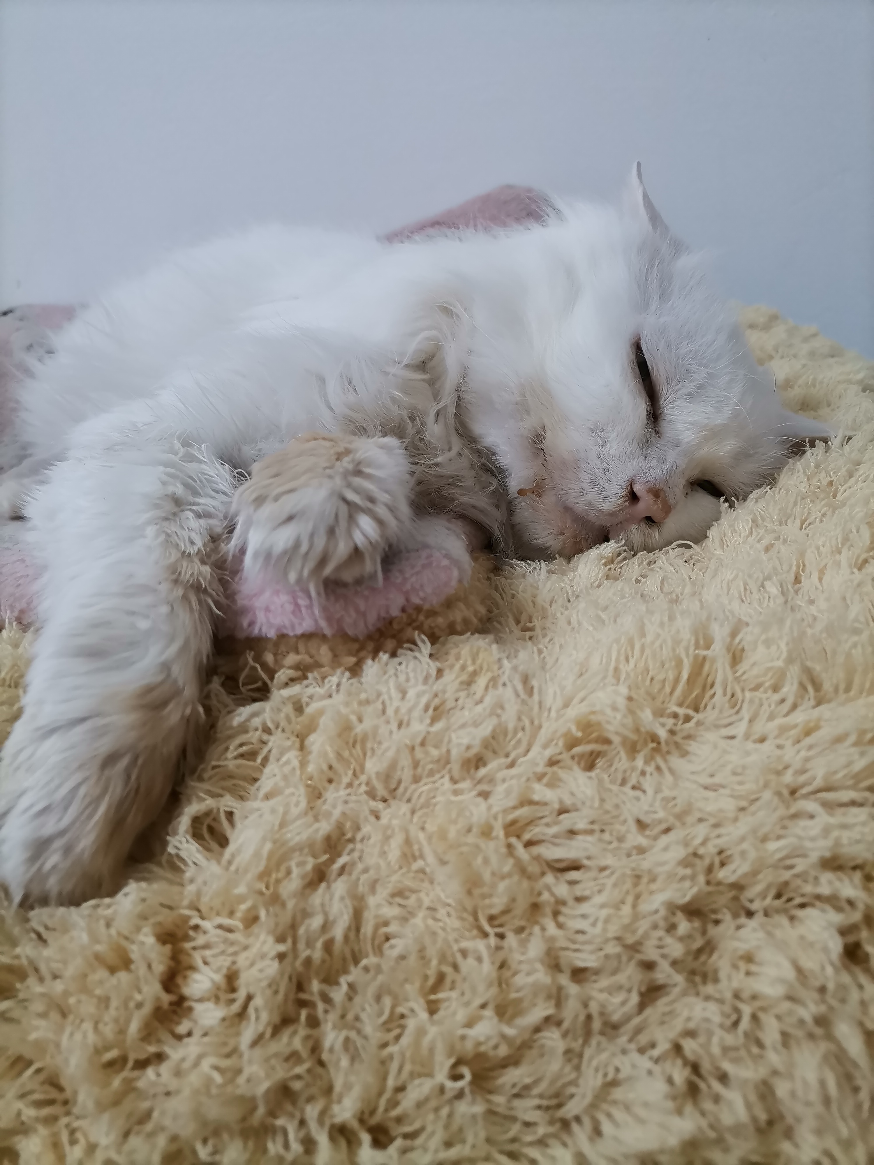 我的第二只猫咪图片,第二只猫来了第一只猫生气