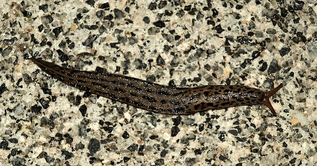 被蚂蟥吸到怎么止血,被蚂蟥咬住敢不敢来看看如何自救