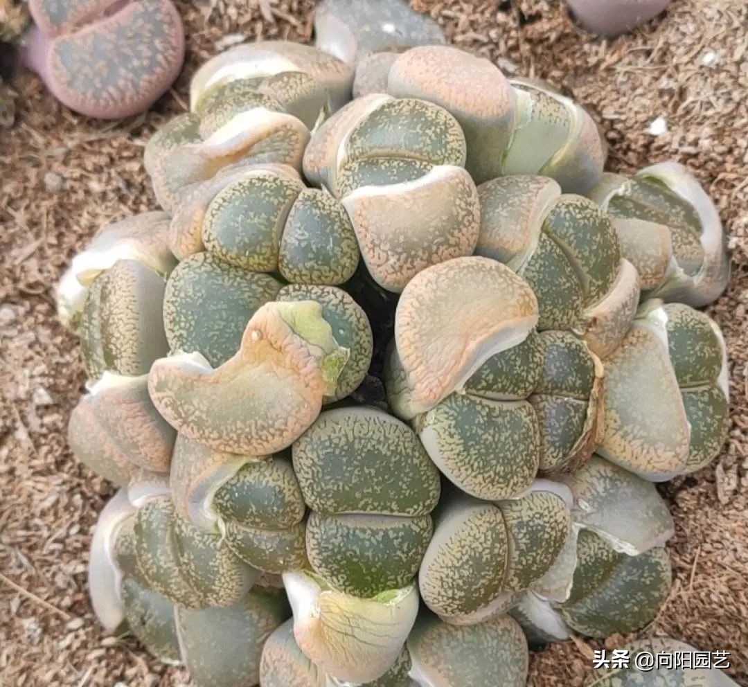 养生石花，不要人工扒皮，放在太阳下暴晒，利用光照自然退皮