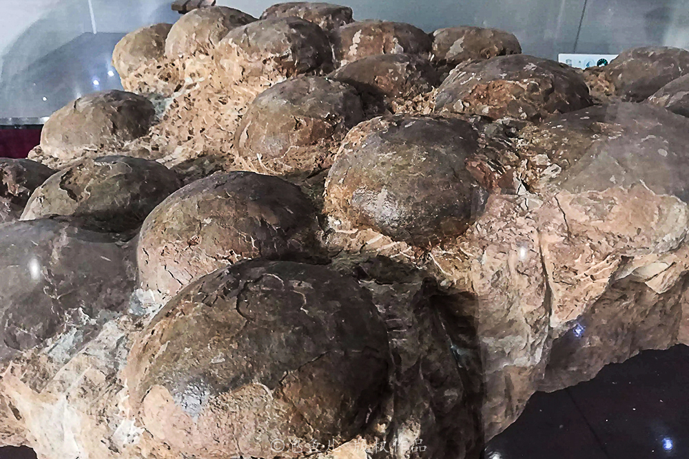 湖北大山发现30万枚恐龙蛋！村民竟拿去垒猪圈，这也太魔幻了吧