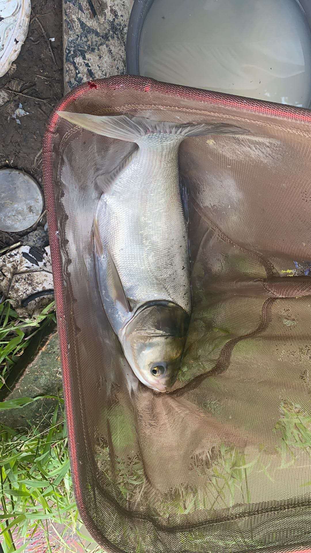 野钓用红虫钓小鱼闹窝怎么办,野钓小鱼闹窝怎么解