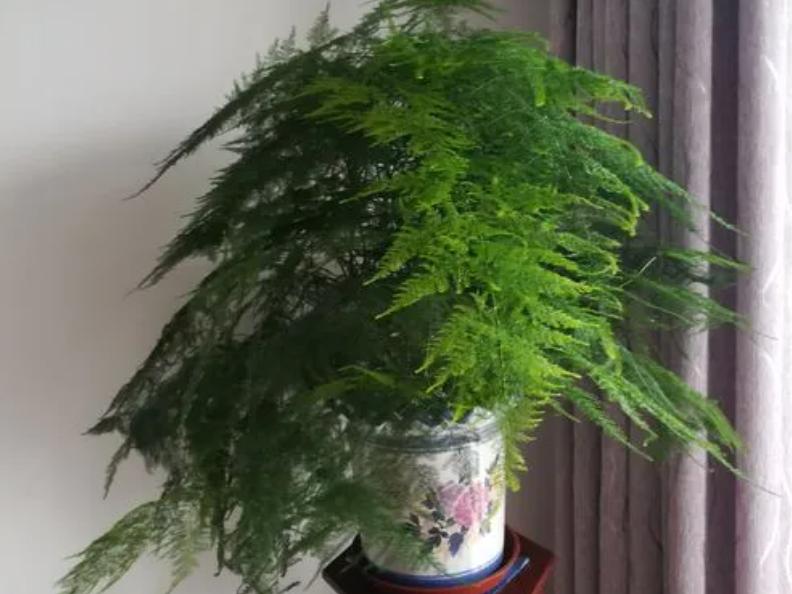 10种不怕晒的盆栽植物介绍一下,怕晒的十种花