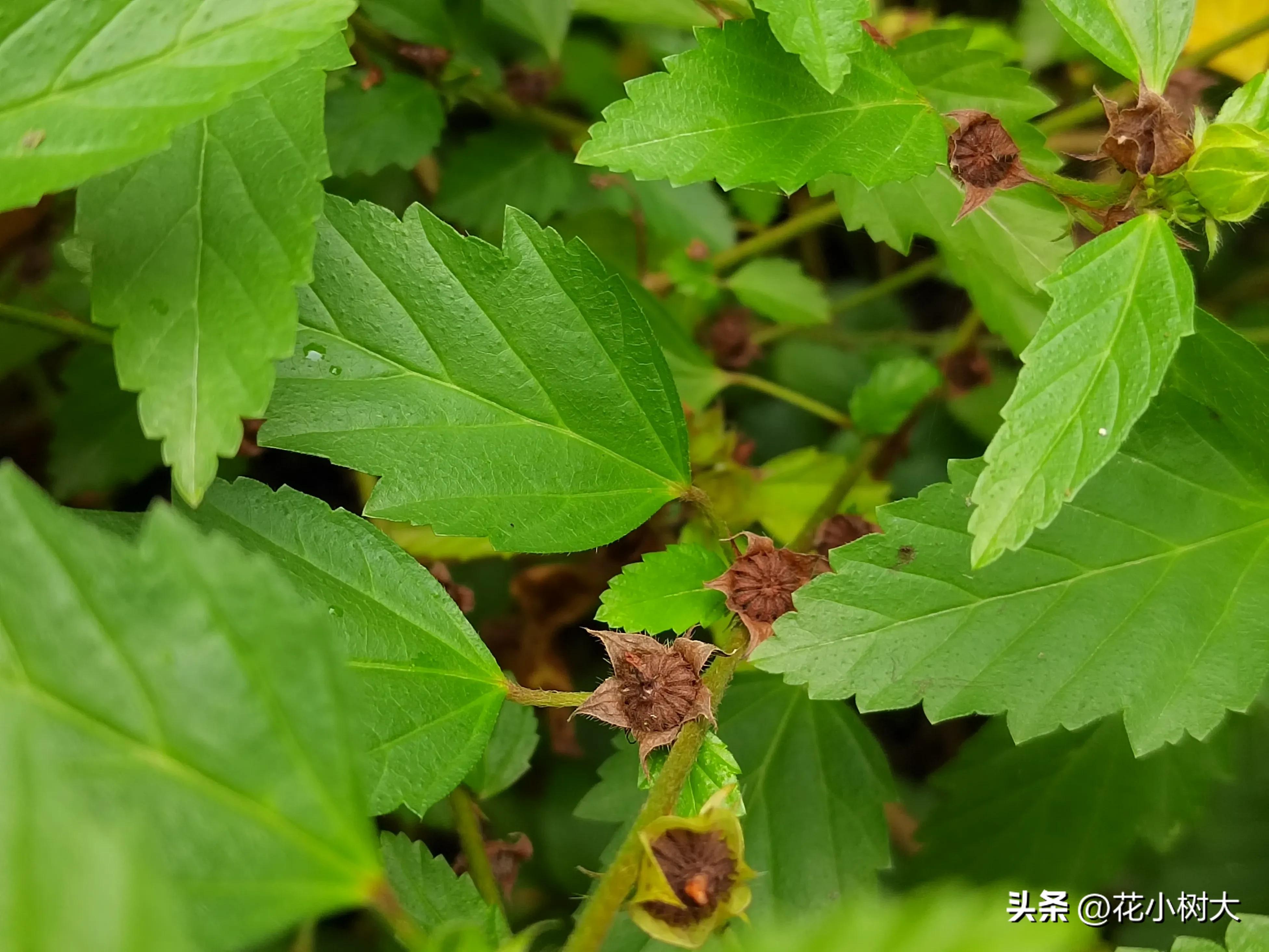 植物图鉴菊花,植物视频实拍
