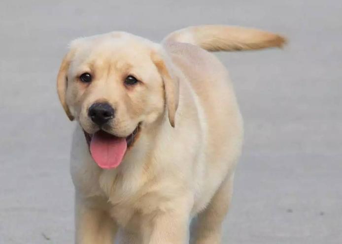 拉布拉多有哪些坏习惯,拉布拉多有没有什么明显的特征