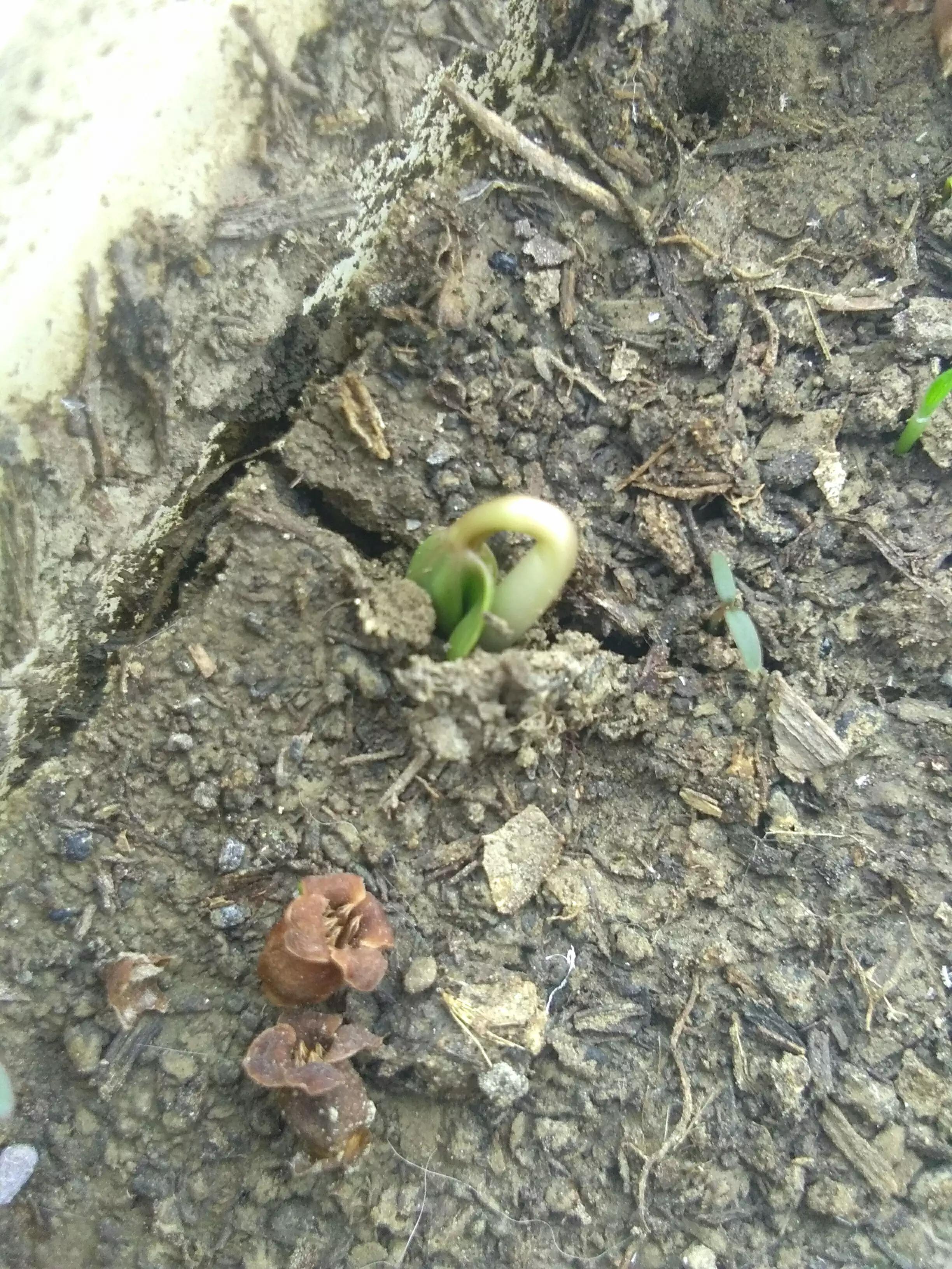 葡萄籽发芽了怎么办,葡萄籽发芽了第一年怎么打理