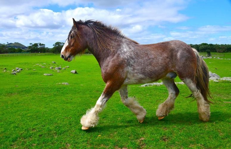 世界上载重最大的马,体型最大的马有多高