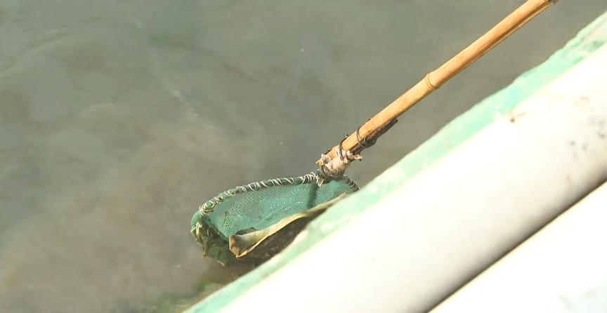 石家庄哪有甲鱼养殖基地,璧山区生态甲鱼养殖