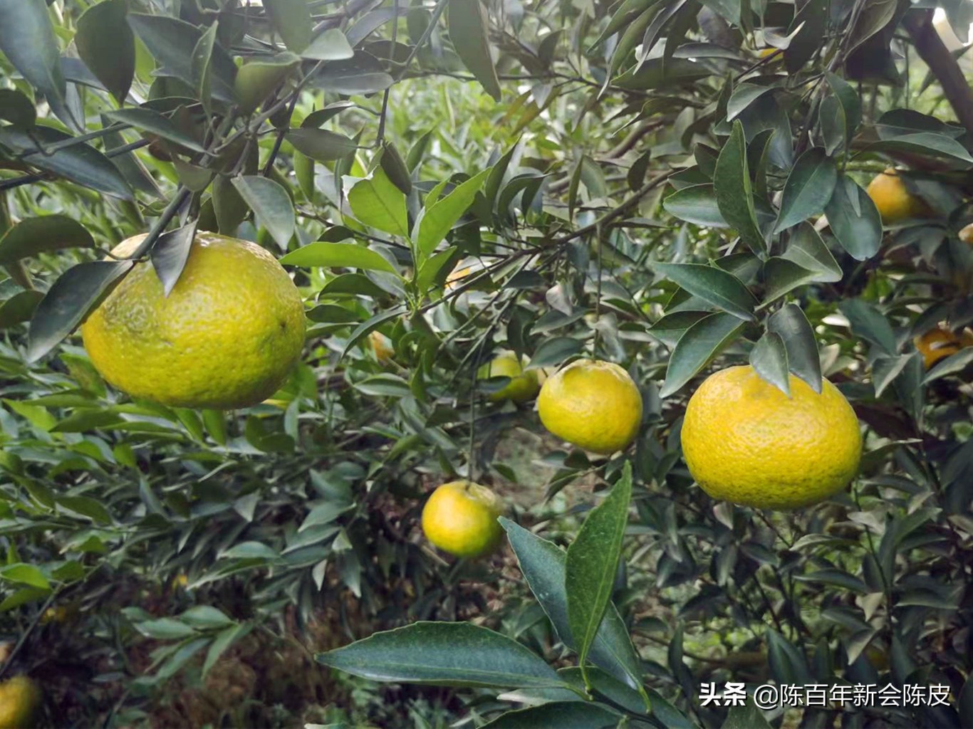 新会柑普茶纯天然生晒,新会柑普茶介绍