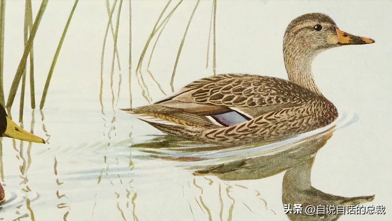 鸭：一鸭战四虎？弹射胜航母？鸭子的真相，也许超乎你的想象