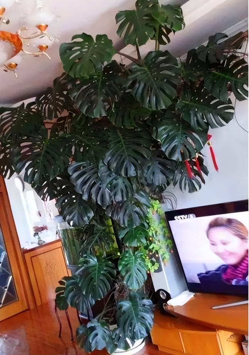 这3种花更值得拥有,这3种花一定要养