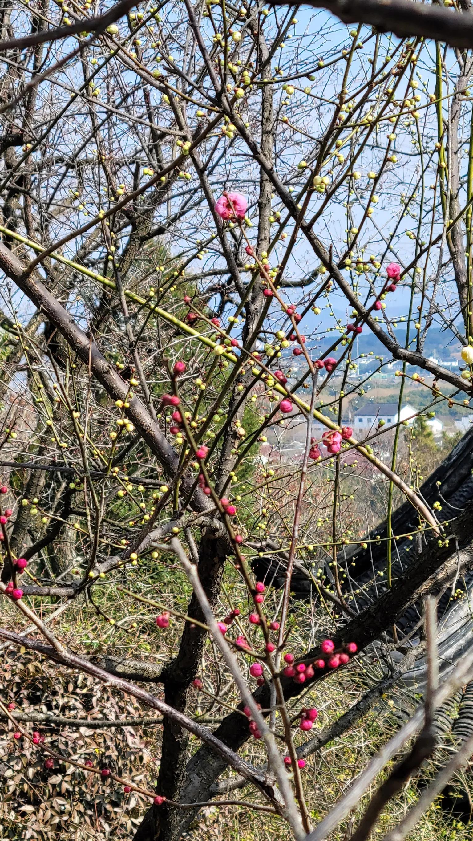 苏州赏梅景点图片,苏州东太湖赏梅攻略