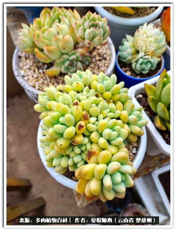 用心种好每一棵多肉,没有什么是浑然天成的