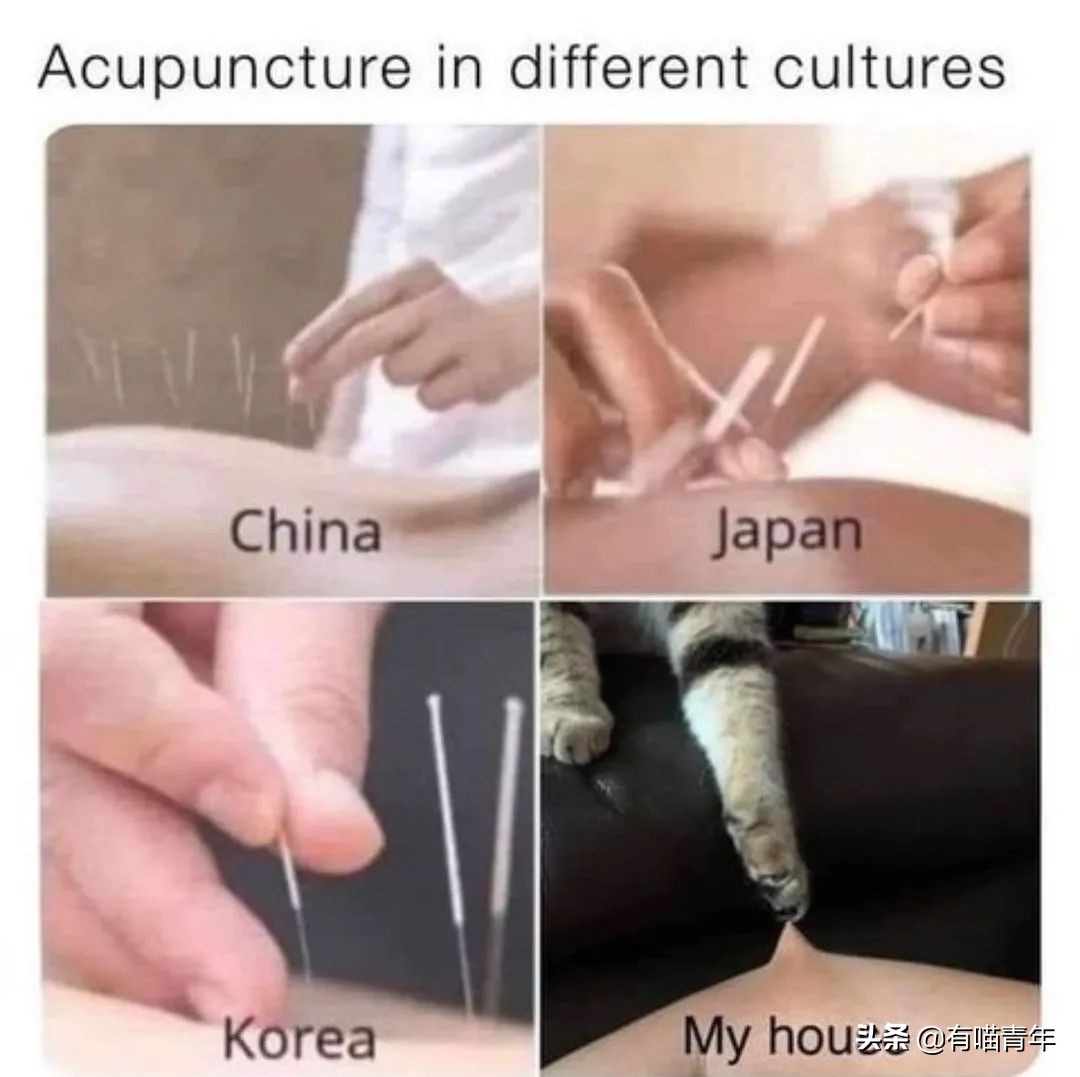 全世界唯一一只世界上最大的猫,世界上最小的体型最大的猫