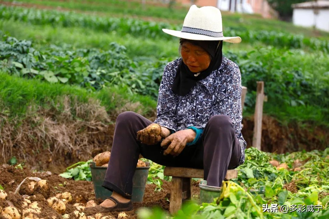 黑水镇万亩马铃薯迎来丰收季,建平镇5000亩马铃薯喜获丰收