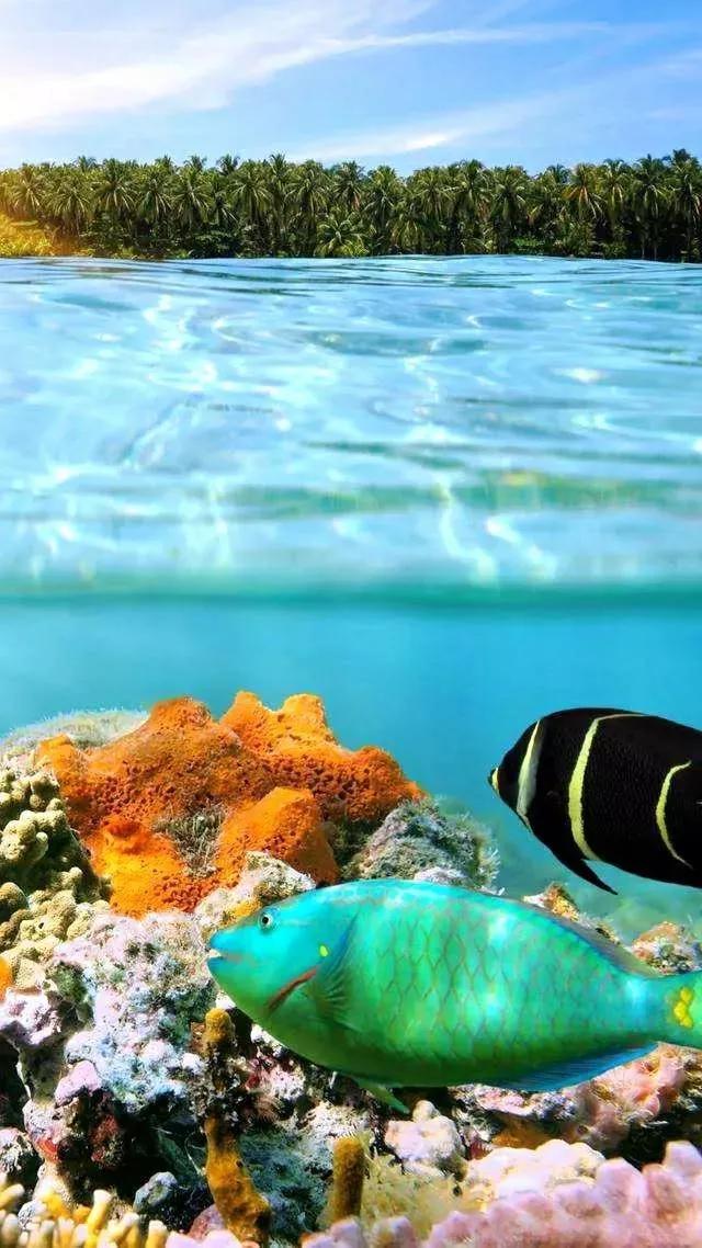海底世界高清大图壁纸,手机动态海底世界鱼壁纸