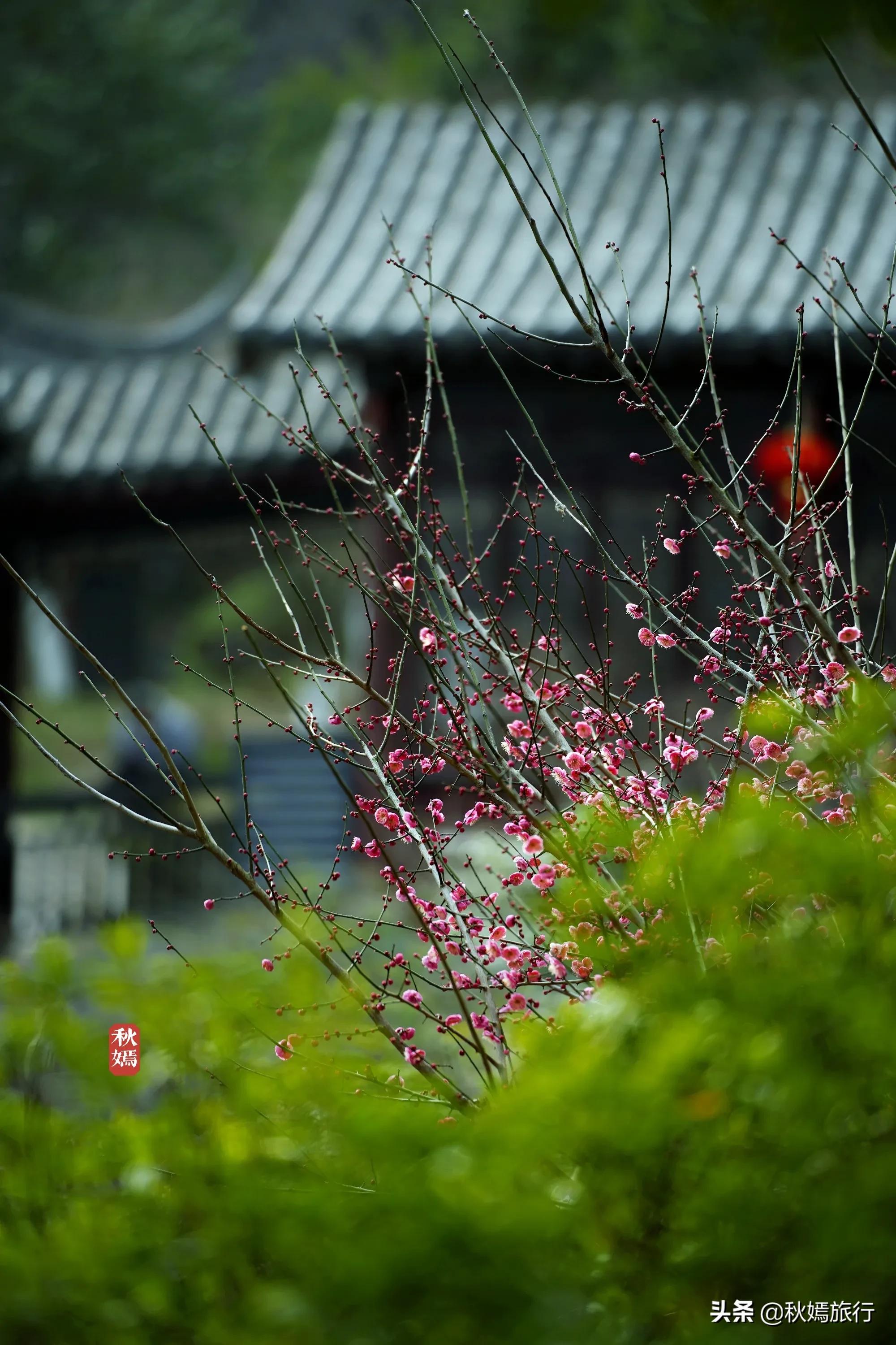 春染虎丘图片,虞山脚下的美丽小城常熟风景