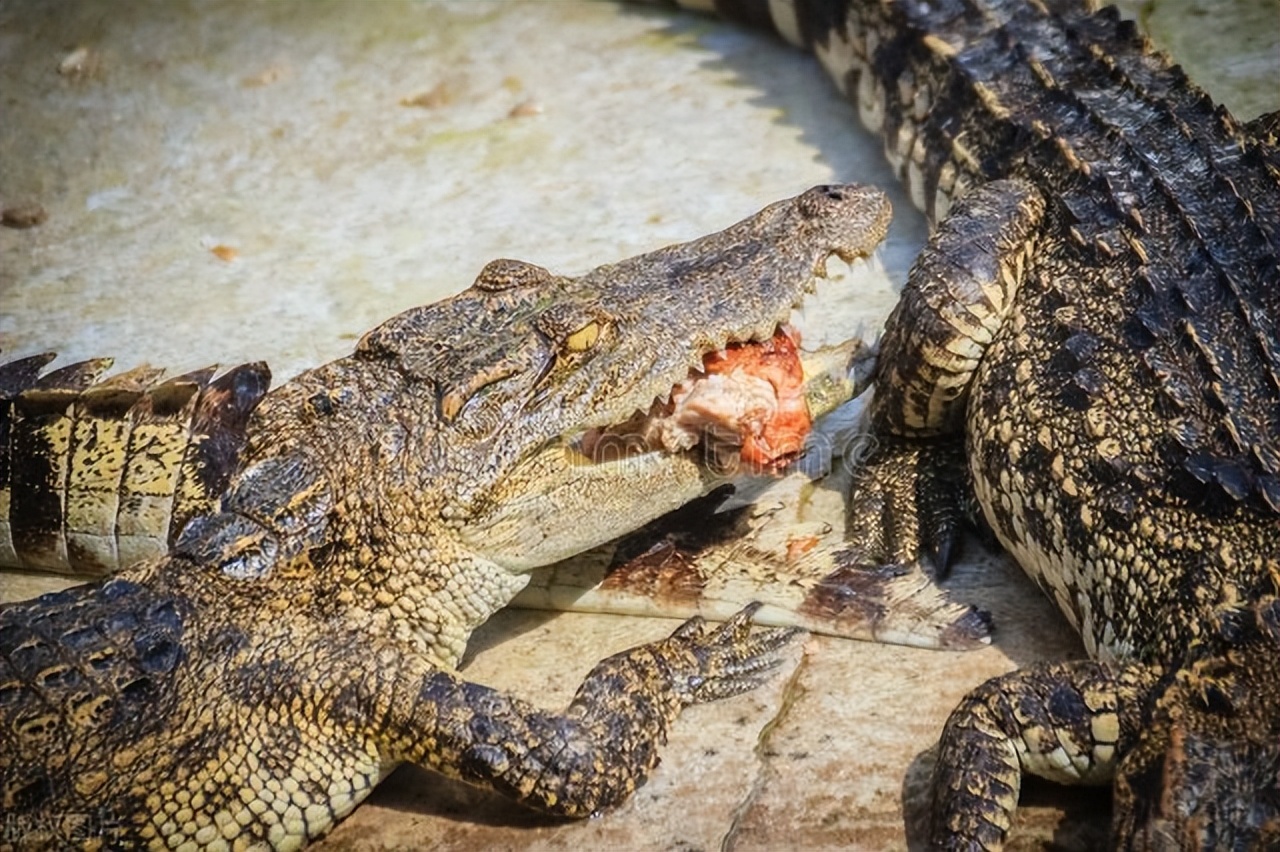 鳄鱼养殖需要办证吗,人工养殖的鳄鱼视频