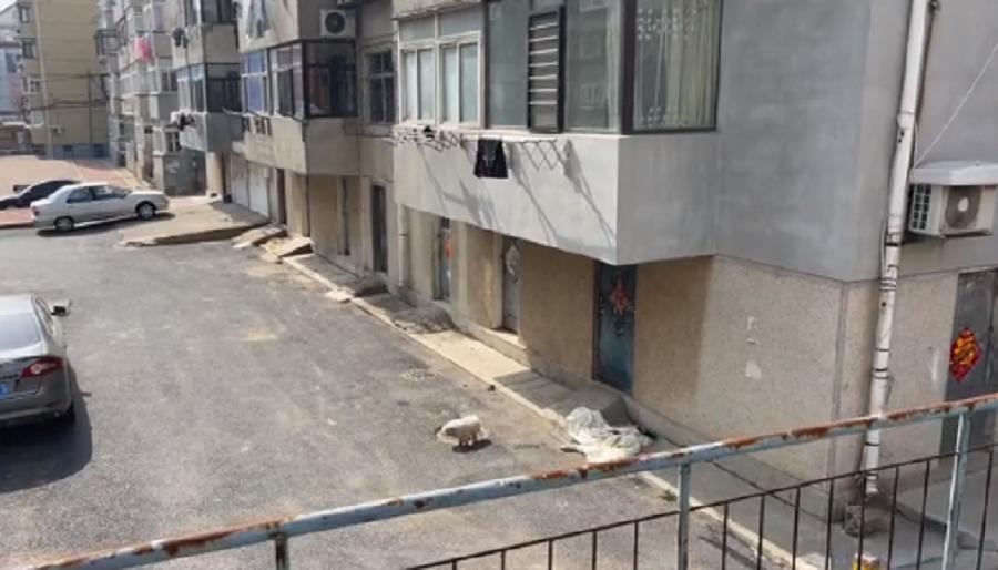 辽宁:连走路都走不稳的老京巴,十多年的陪伴,终究还是错付了