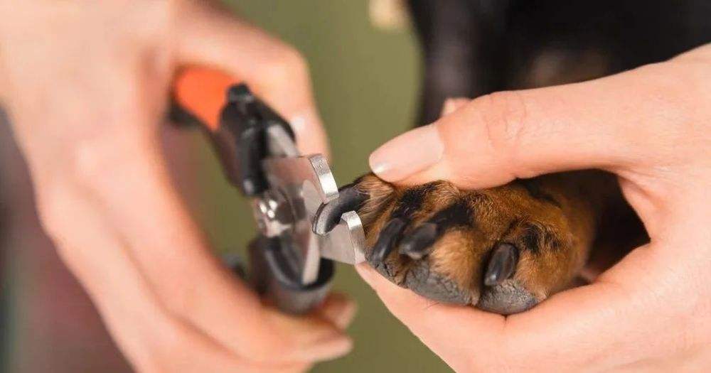 狗狗百科全书养狗必备,养狗新手必备狗狗用品萌宠好物