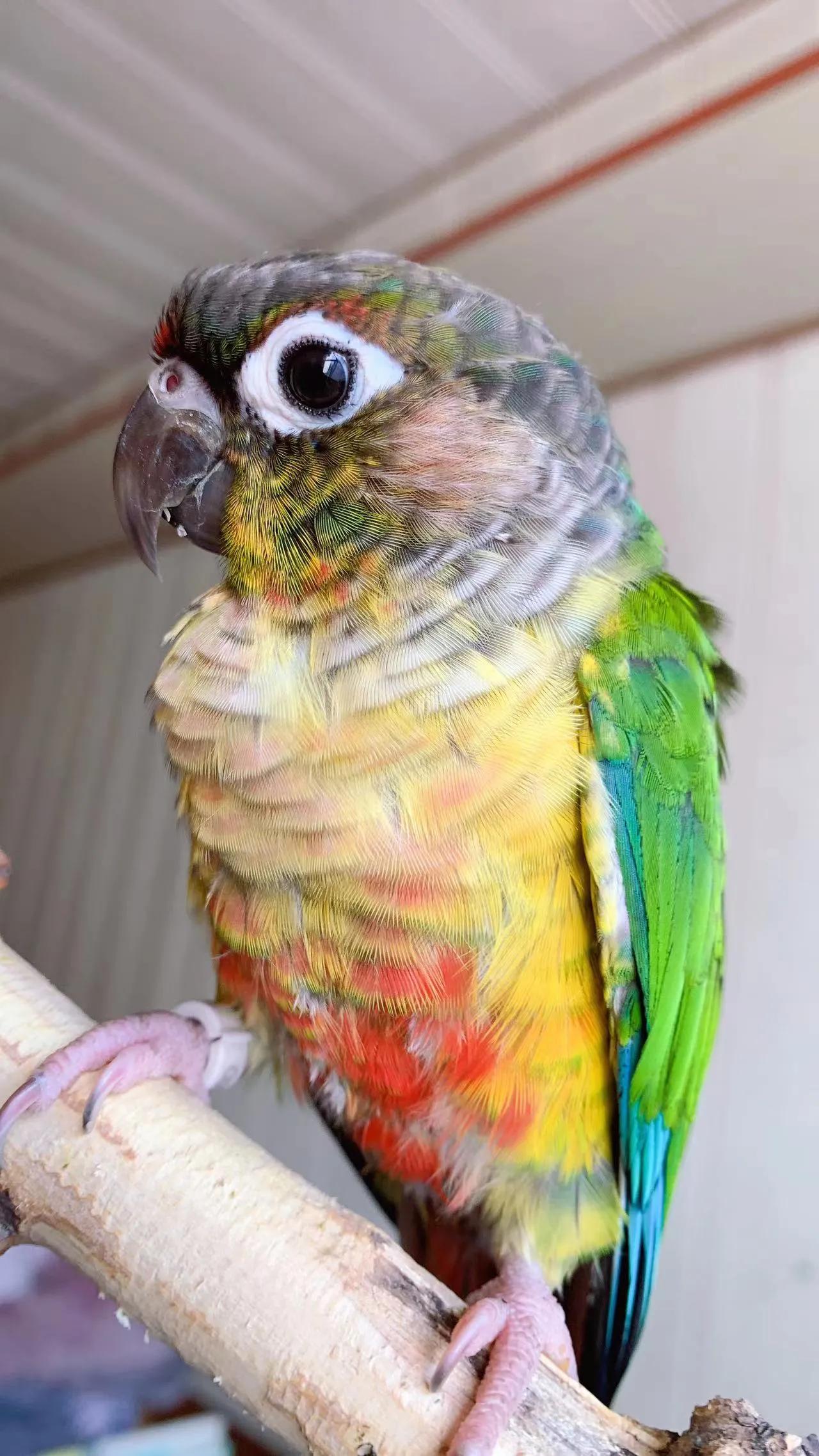 鹦鹉太粘人是什么感觉,怎么养鹦鹉很粘人