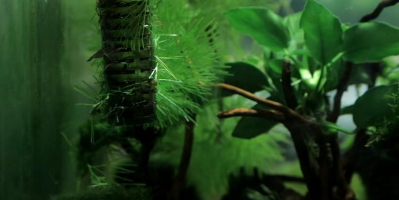 为什么水草养着养着就烂了,水草为啥养黄了