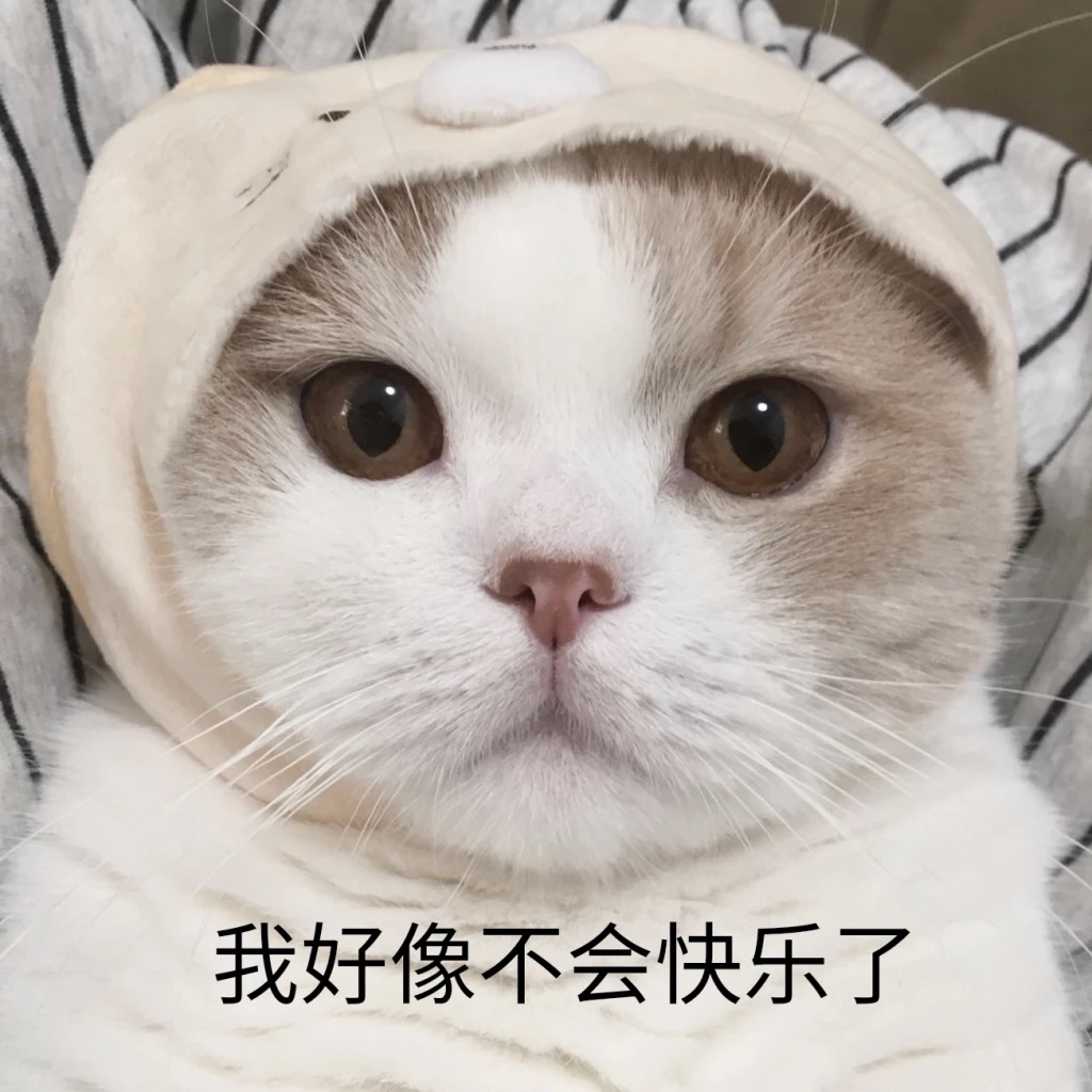 常见猫咪生病前的六种症状,猫咪新手必看的10个生病迹象