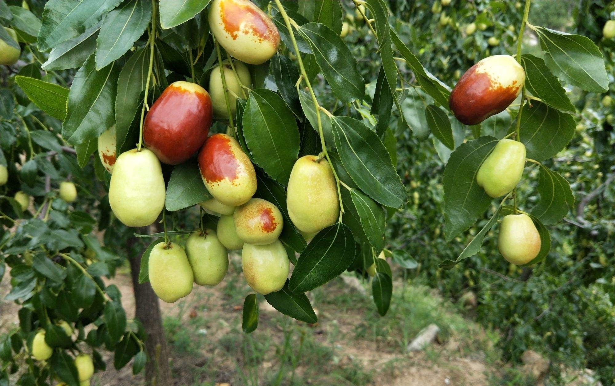 适合家庭院子种植的大型果树,适合阳台种植的果树结果多