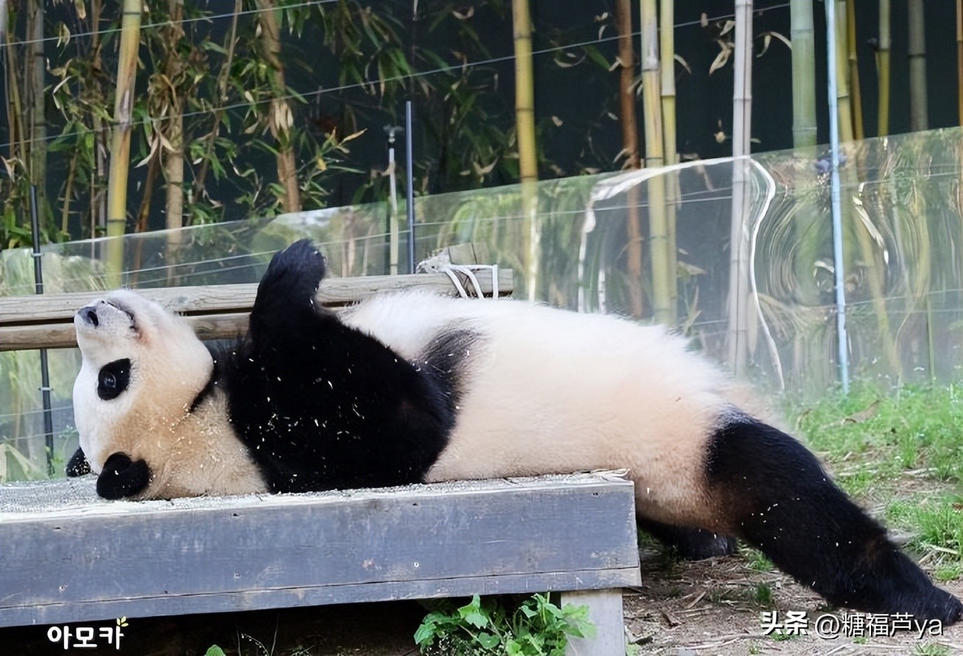 那些证明福宝是人的证据——毛皮大衣下是个小人精