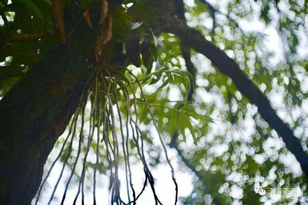 保塘古树茶好喝吗,芒景古树茶好喝吗