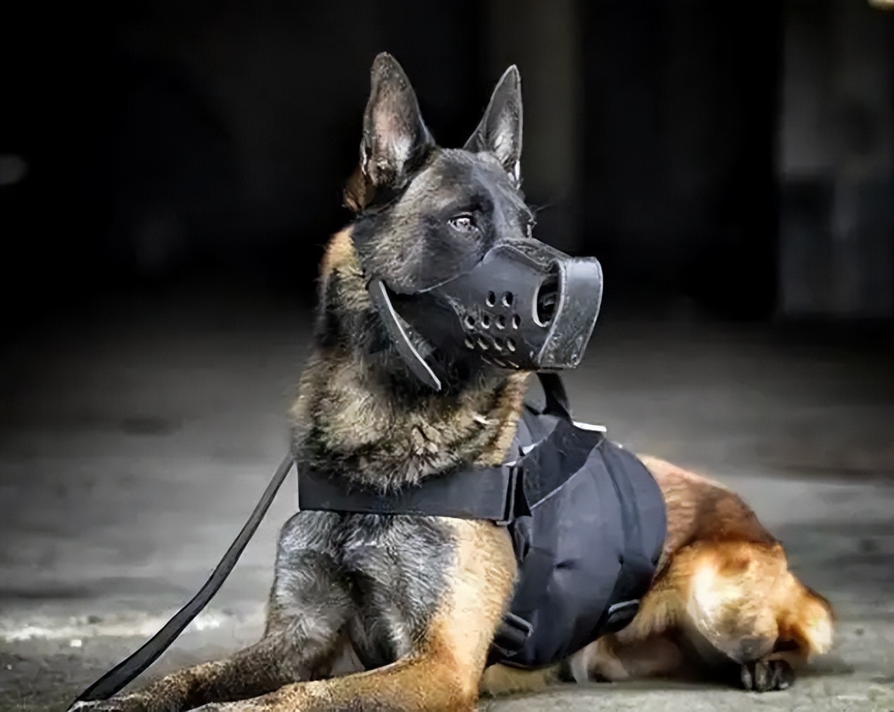 马犬属于禁养犬吗,马犬一只让人不敢养的狗