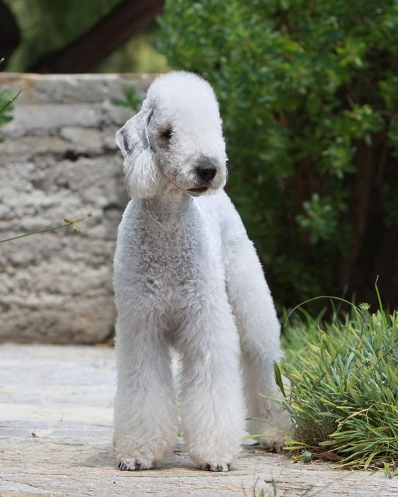 十大最好的宠物品种狗排名榜,世界十大顶级山羊品种