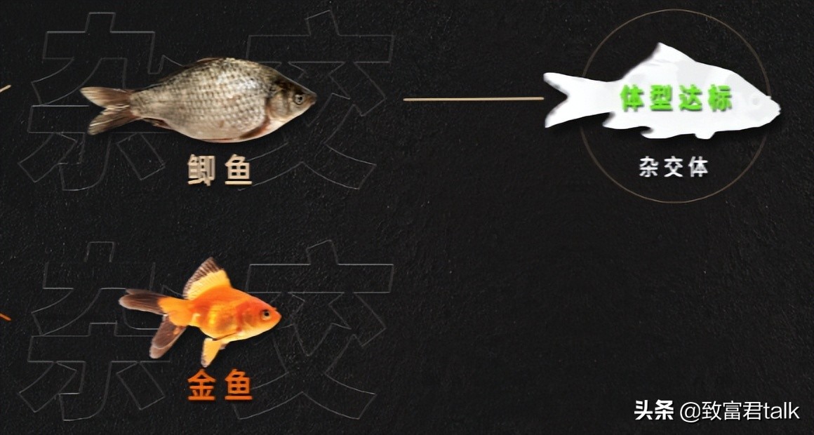 别转发锦鲤了转运秘诀在这里,锦鲤转运转发