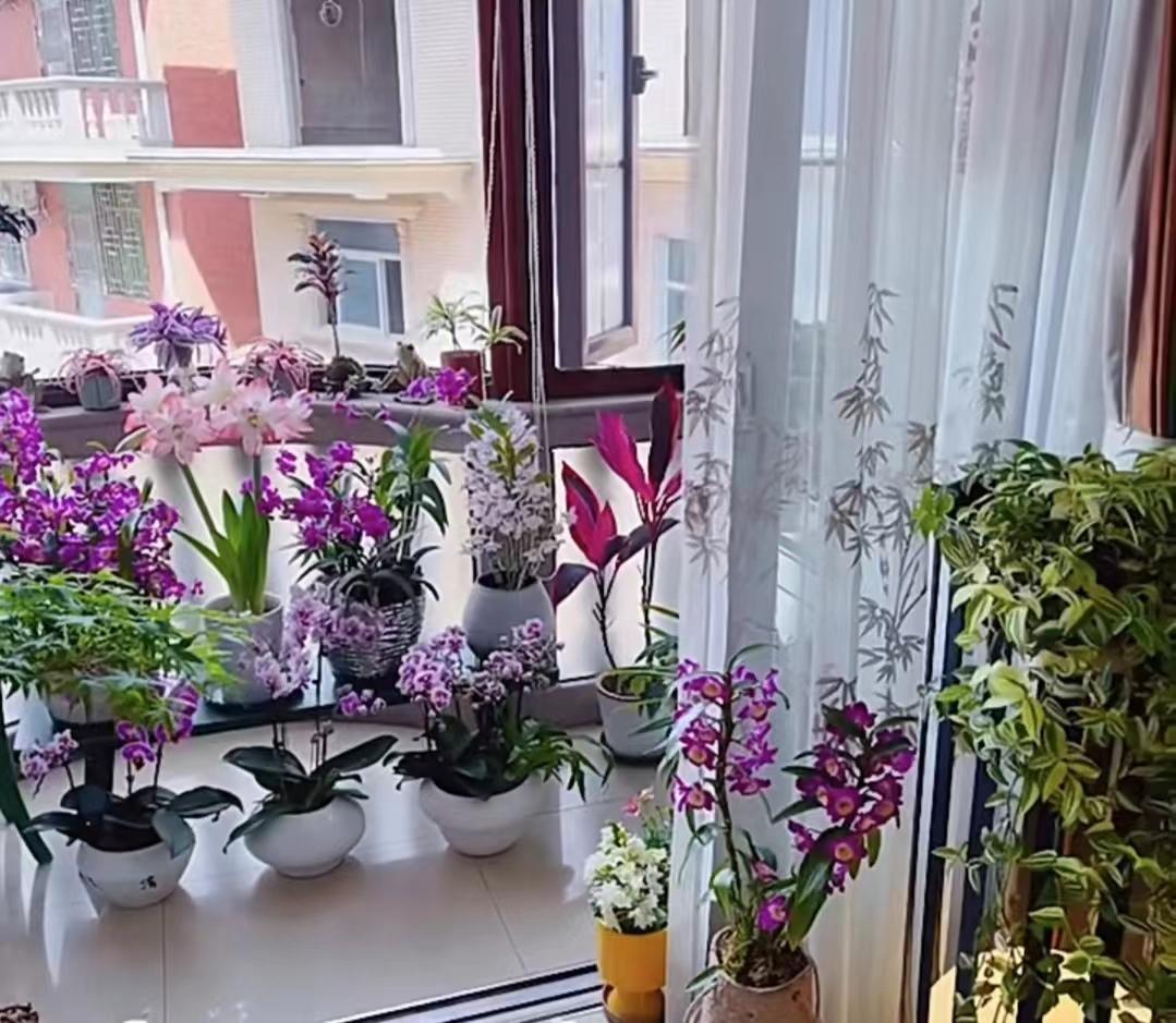 家里光线差就养这几种花,什么花散射光就可以养好